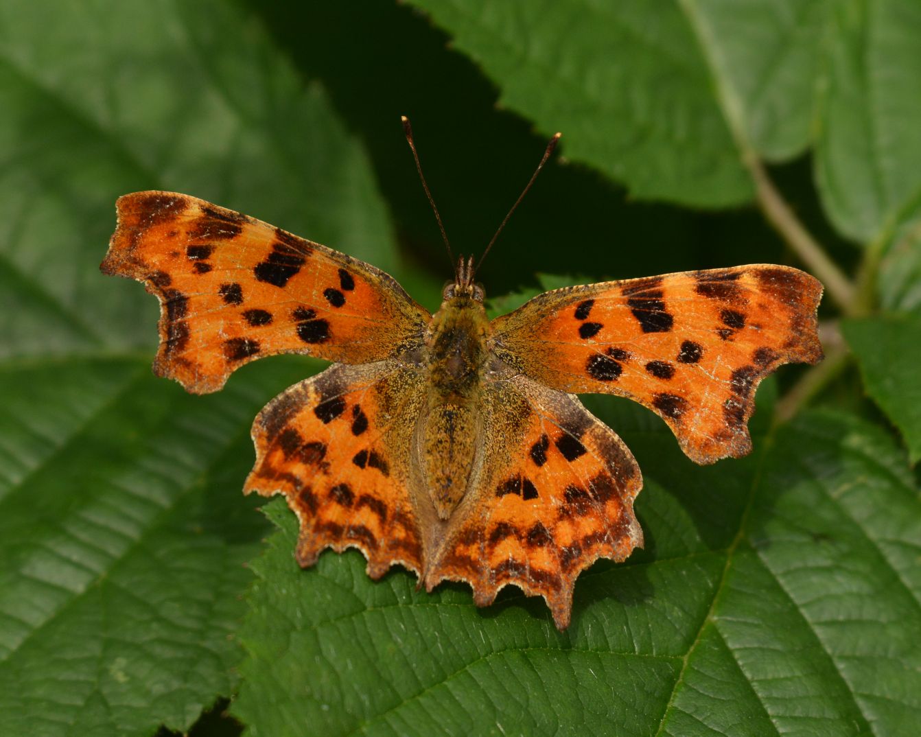 Comma - Chris Newman